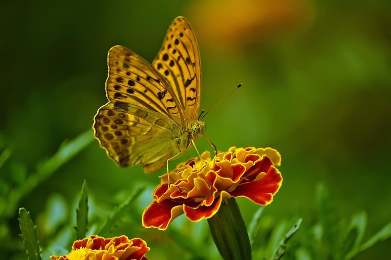 Garden with Flowers and Butterflies
